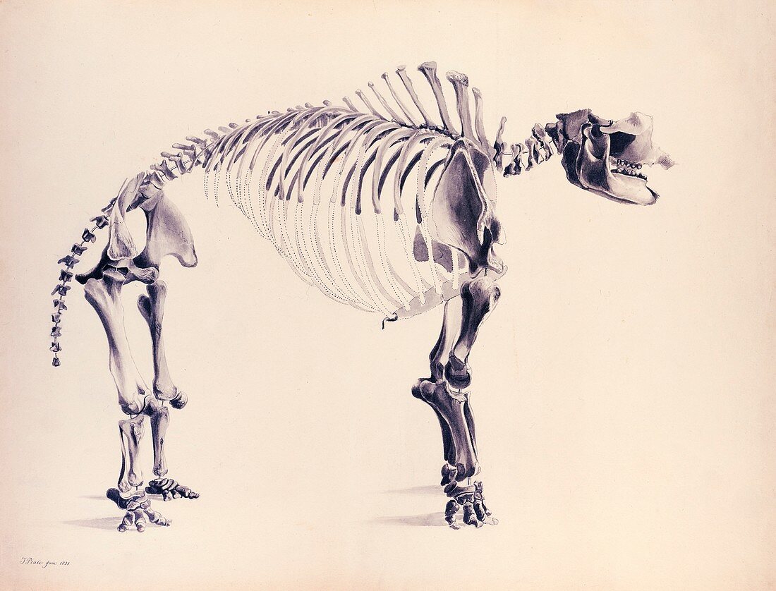 Mastodon fossil skeleton,1821