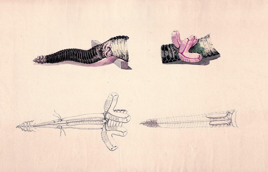 Rattlesnake tail,historical artwork