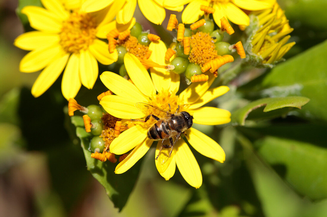 Drone fly on coastal ragwort