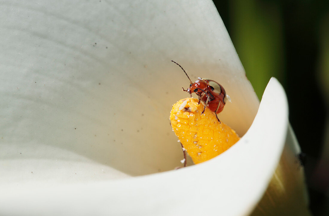 Leaf beetle on arum lily