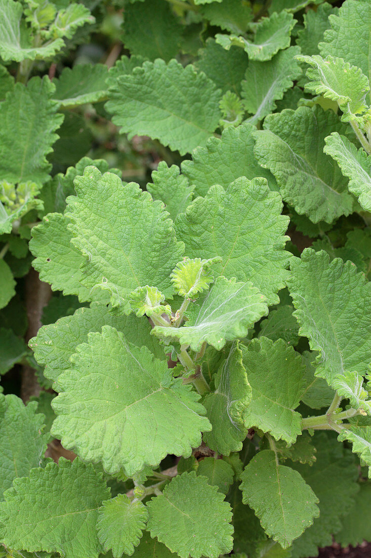 Misty plume bush (Tetradenia riparia)