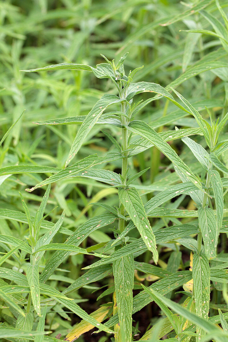 Wild mint (Mentha longifolia capensis)