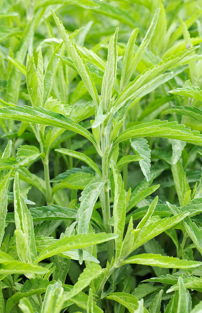 Lion's ear (Leonotis leonurus)