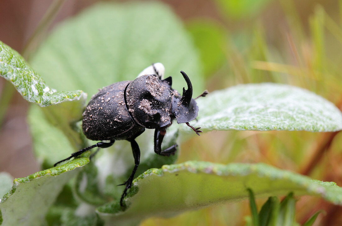 Fork-horned rhino beetle