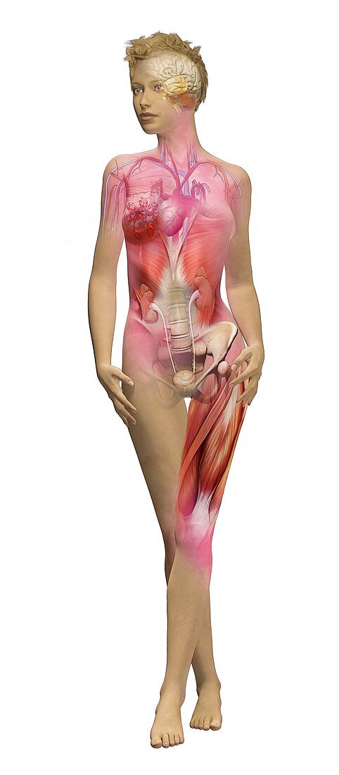 Human female anatomy,illustration