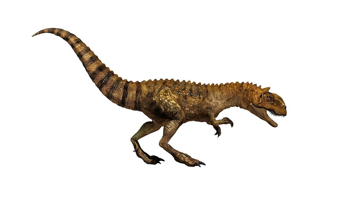 Majungasaurus dinosaur,illustration