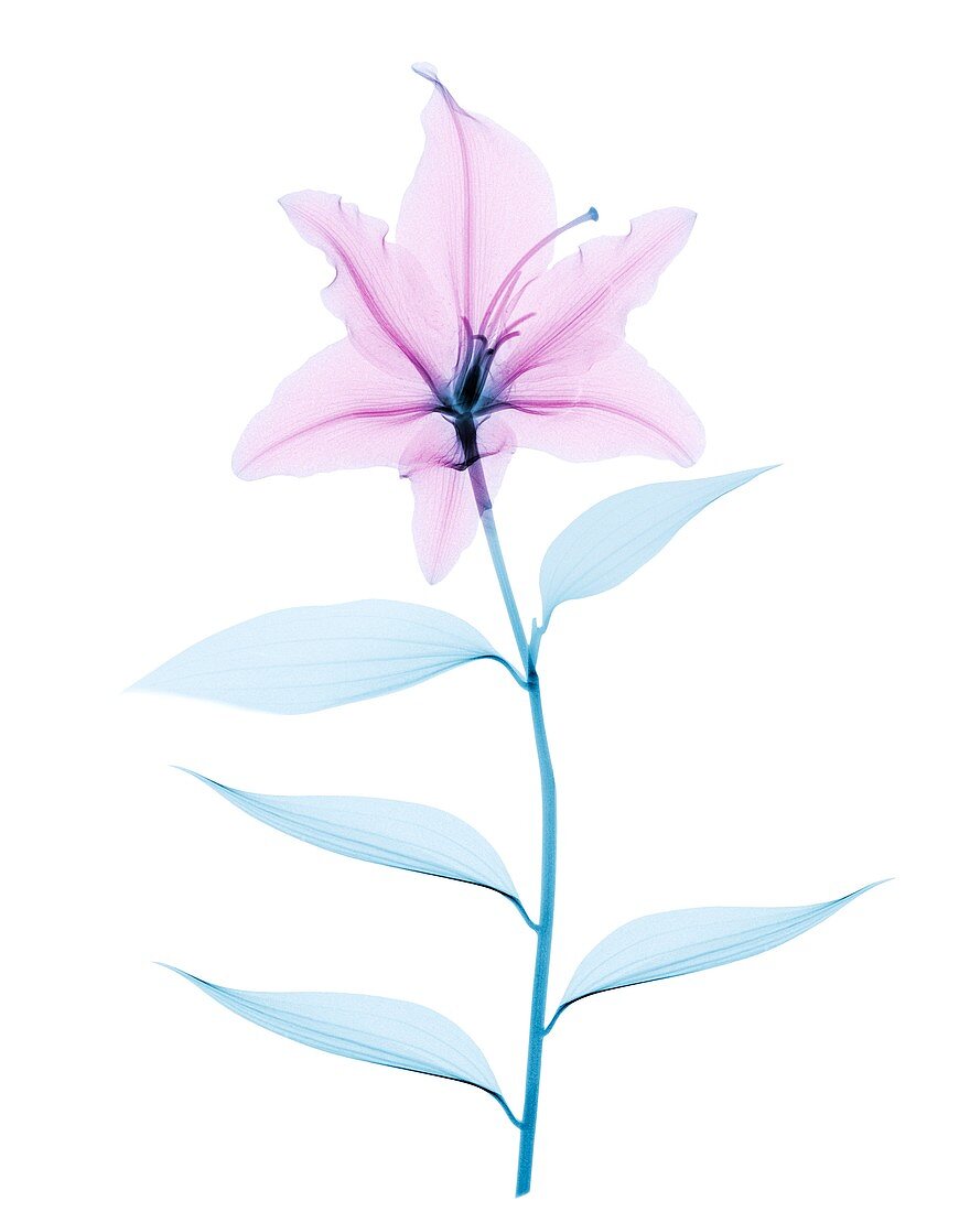 Lily flower,X-ray