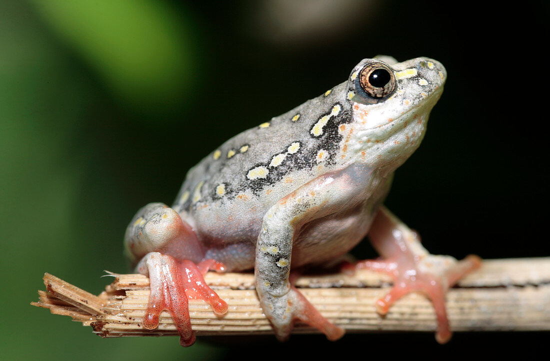 Marbled reed frog