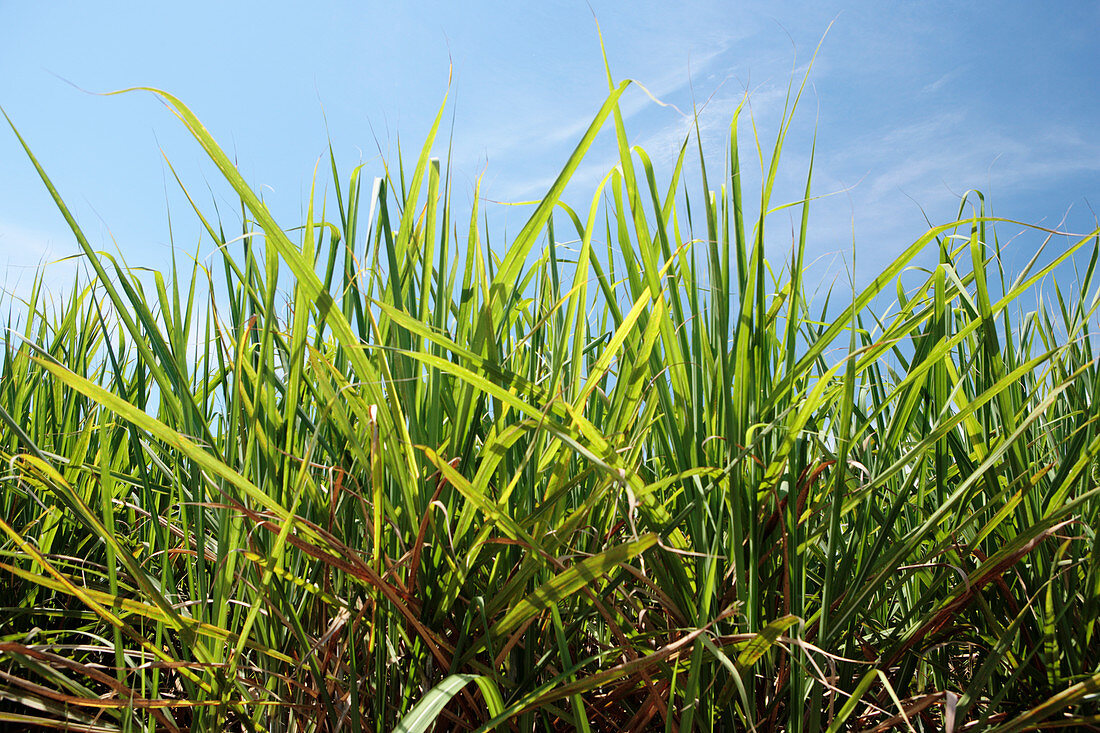 Sugarcane (Saccharum sp.) field