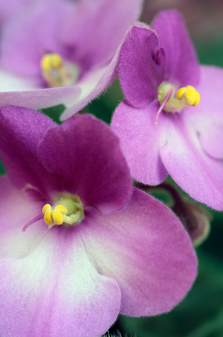 African Violet (Saintpaulia sp.) flowers