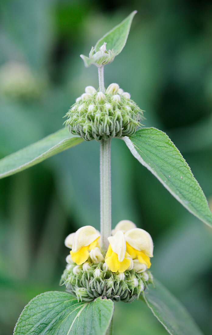 Phlomis russeliana in flower