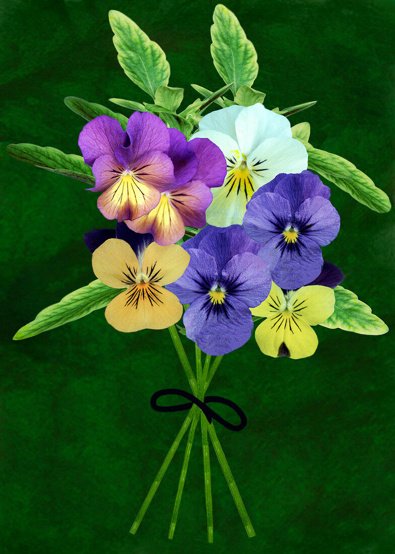 Bunch of pansies (Viola sp.)