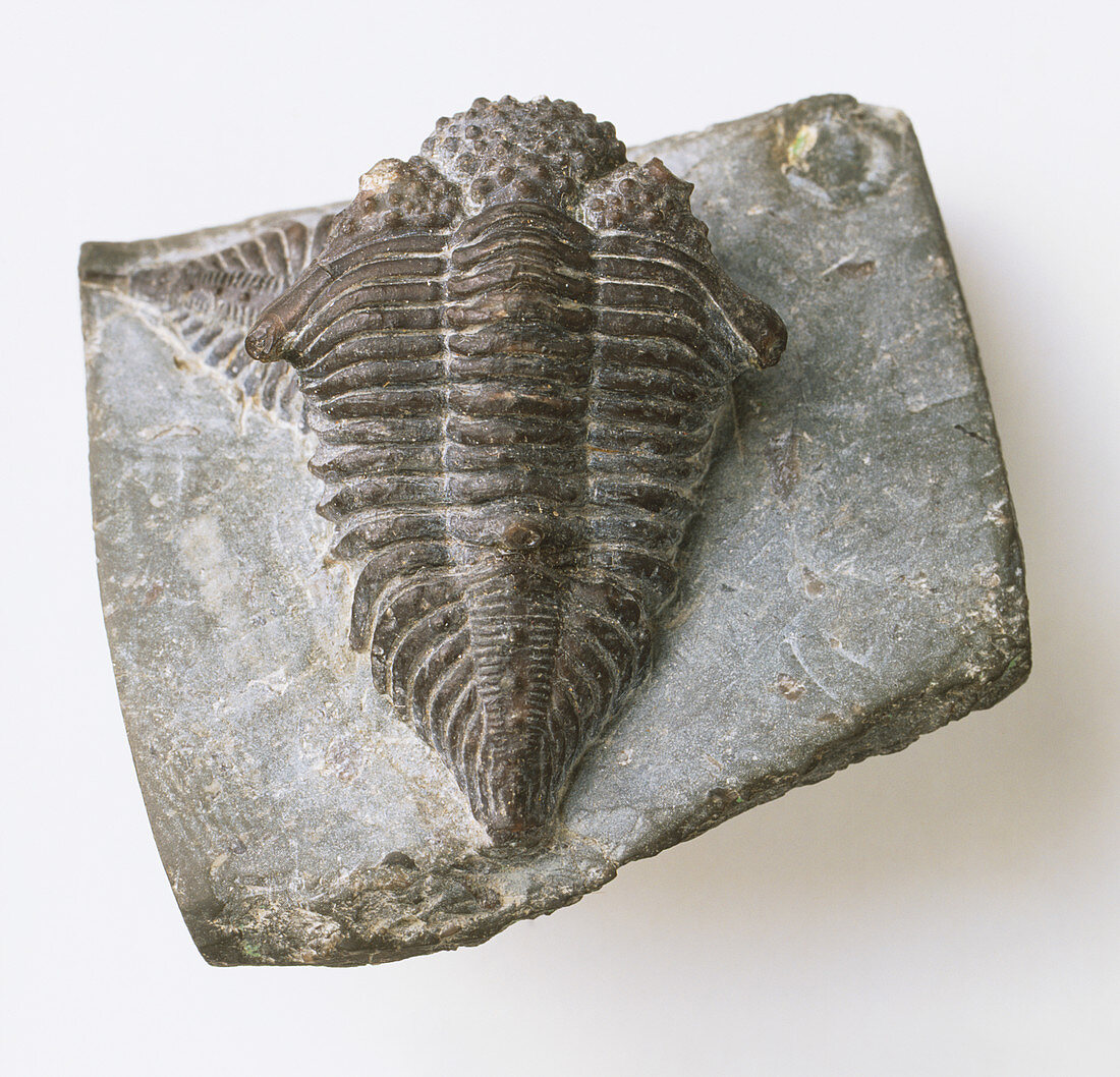 Encrinurus sp. Trilobite fossil