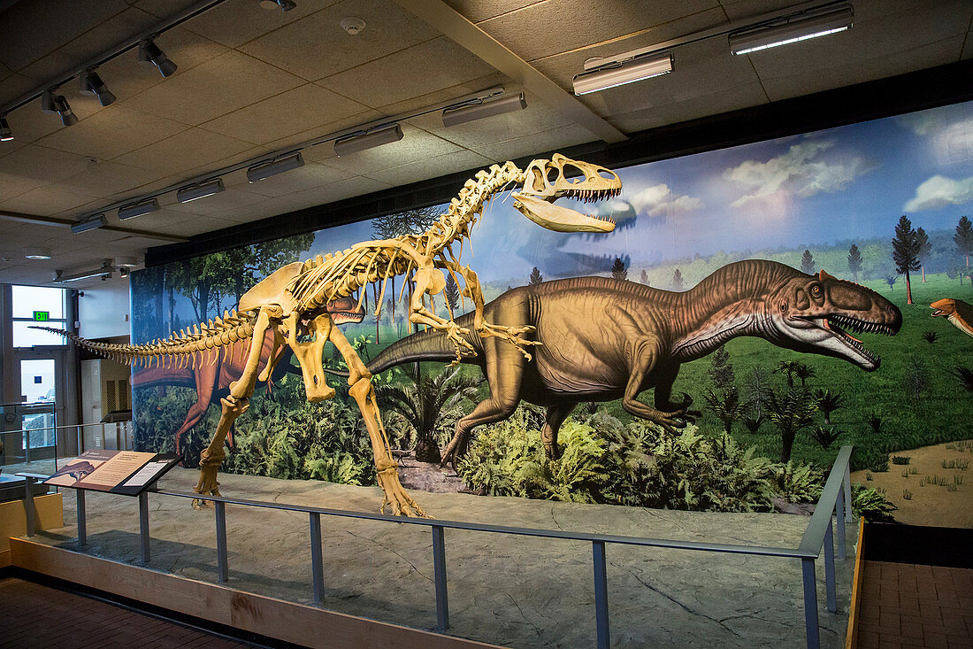 Reconstruction of Allosaurus