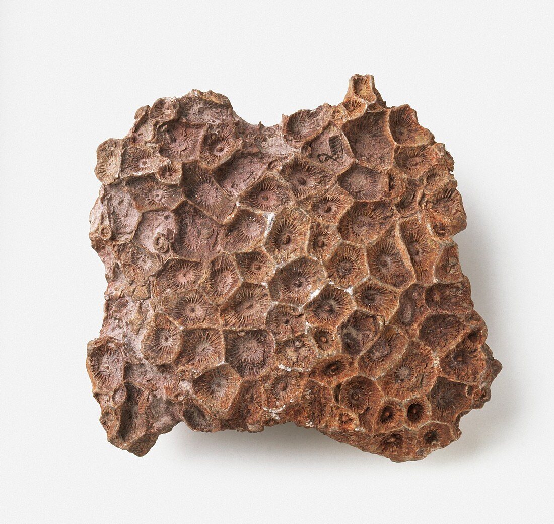 Rugose coral on limestone surface
