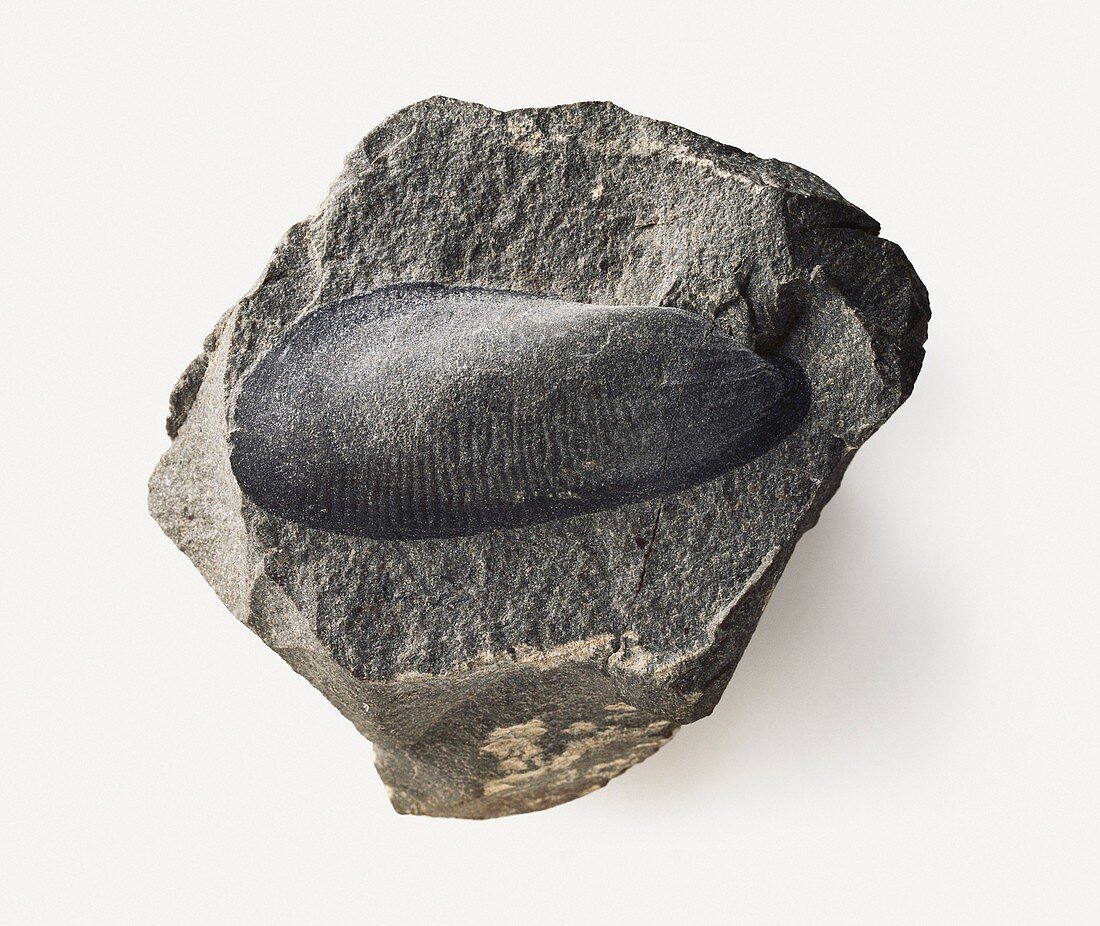Whiteavesia bivalve mollusk fossil