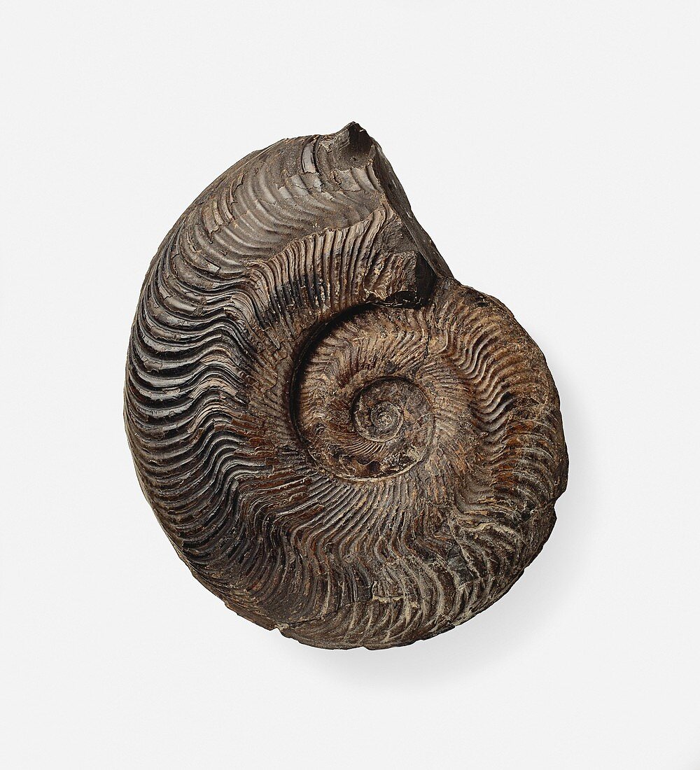 Harpoceras falciferum ammonite shell