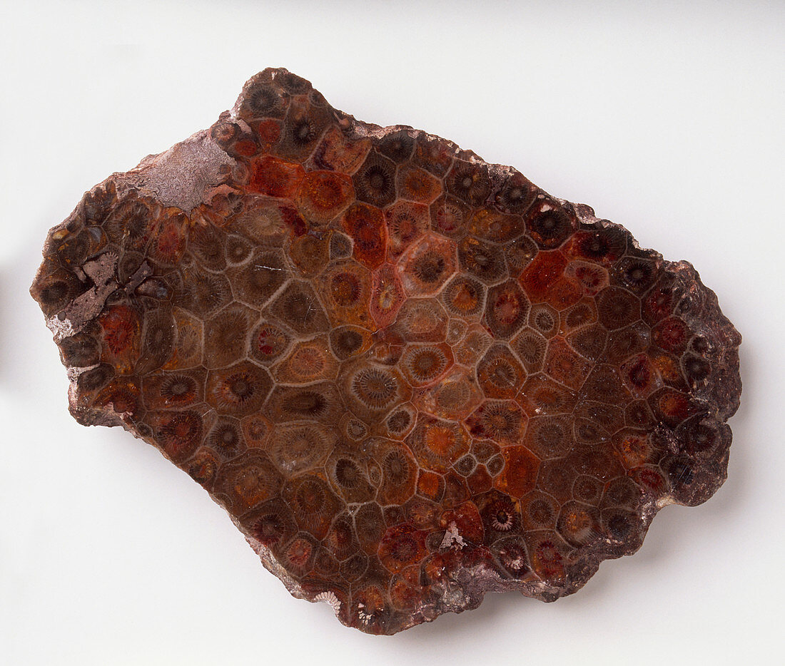 Red-brown,patterned Actinocyathus coral