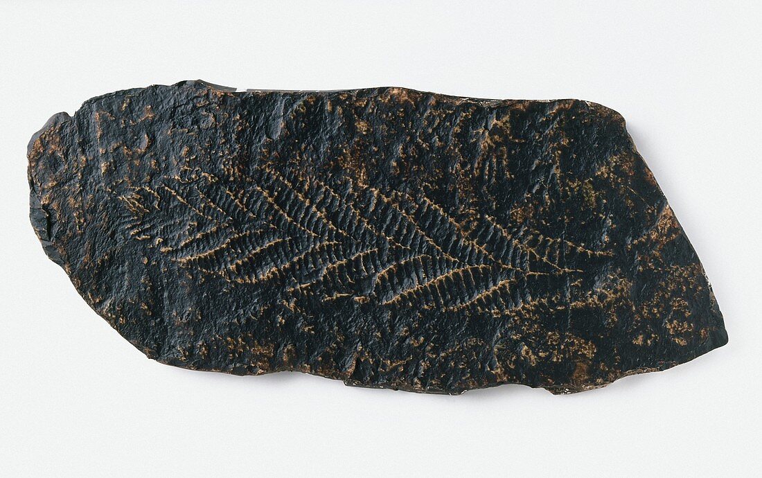 Sea pen fossil