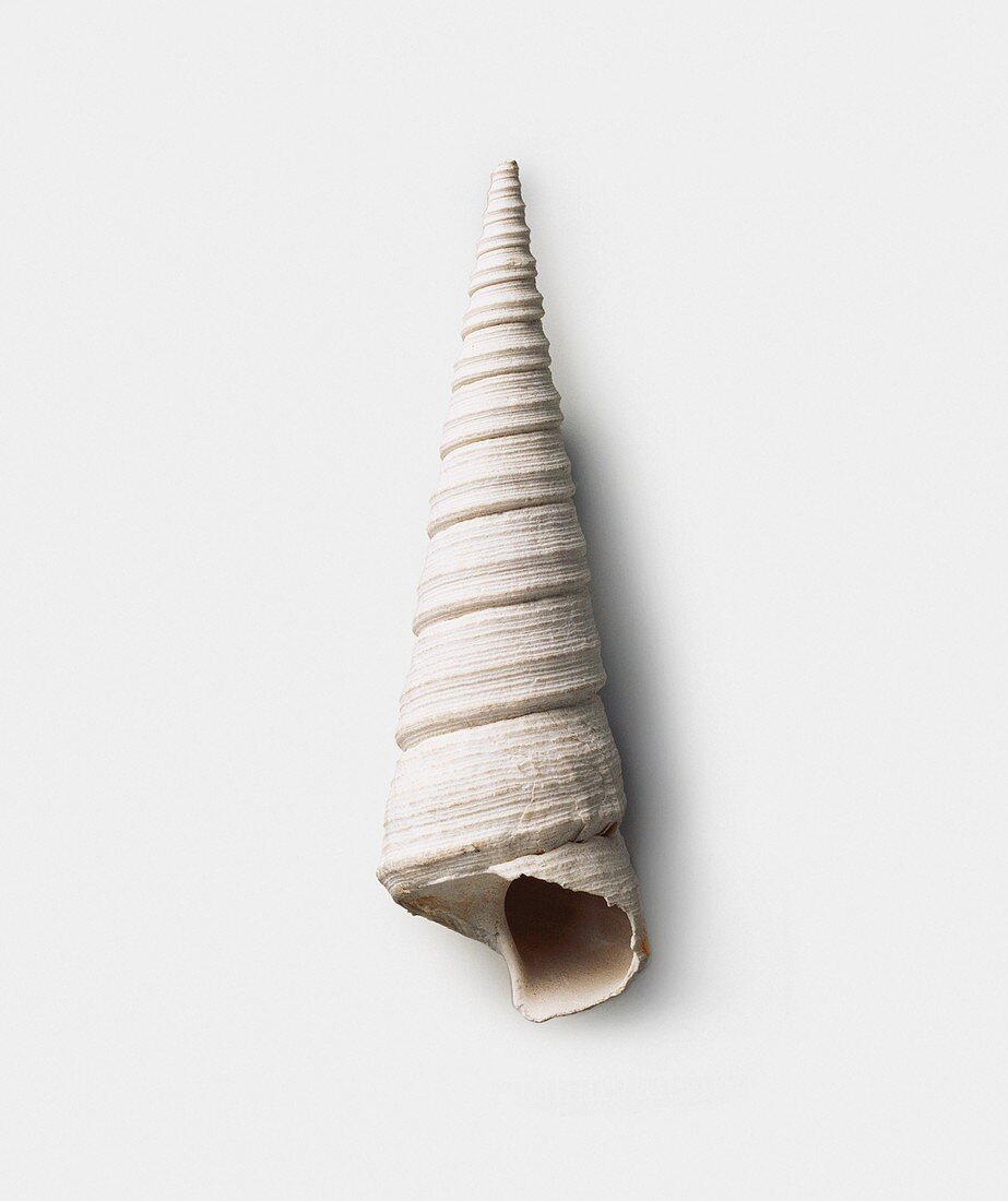 Archimediella pontoni shell