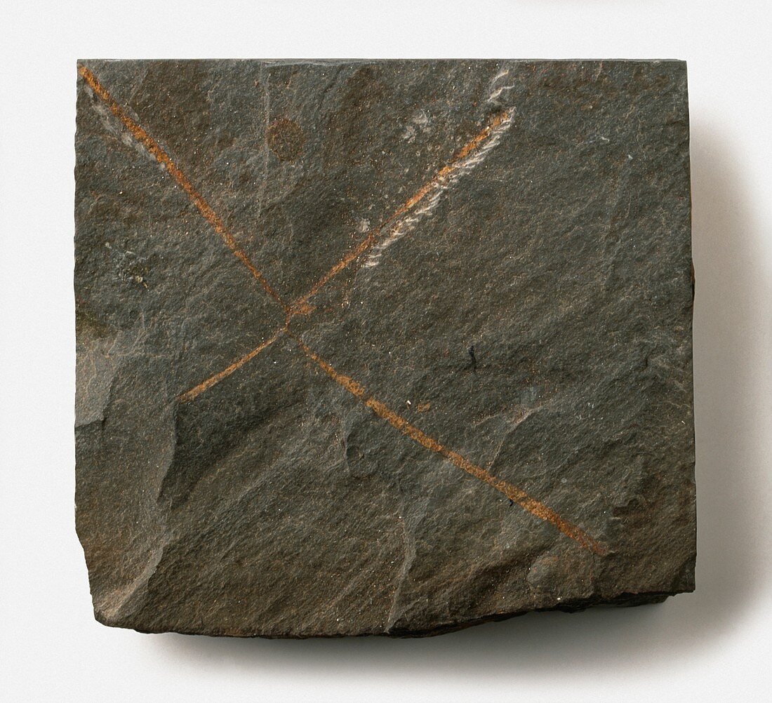 Tetragraptus fossil