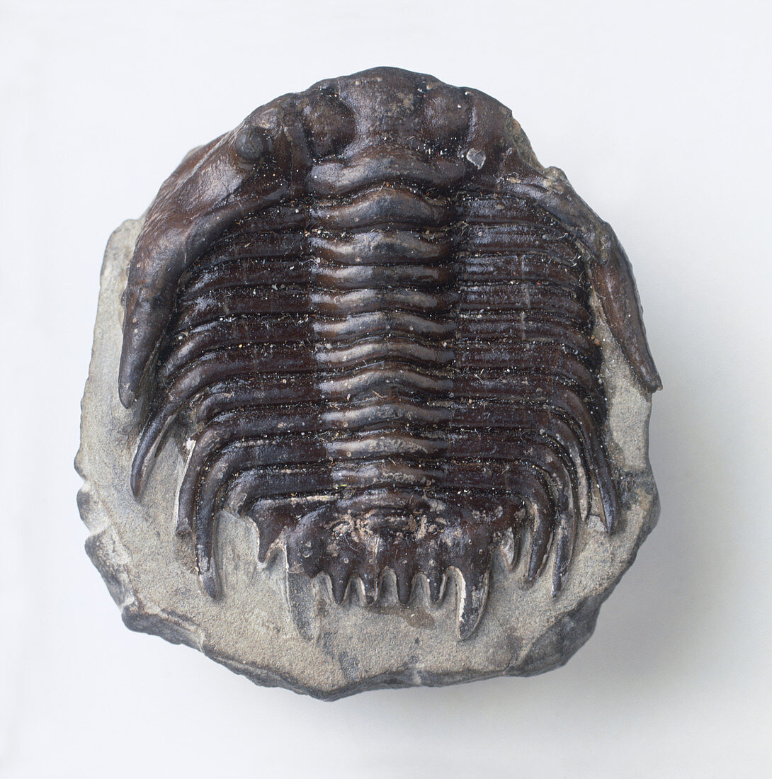 Fossilised trilobite exoskeleton