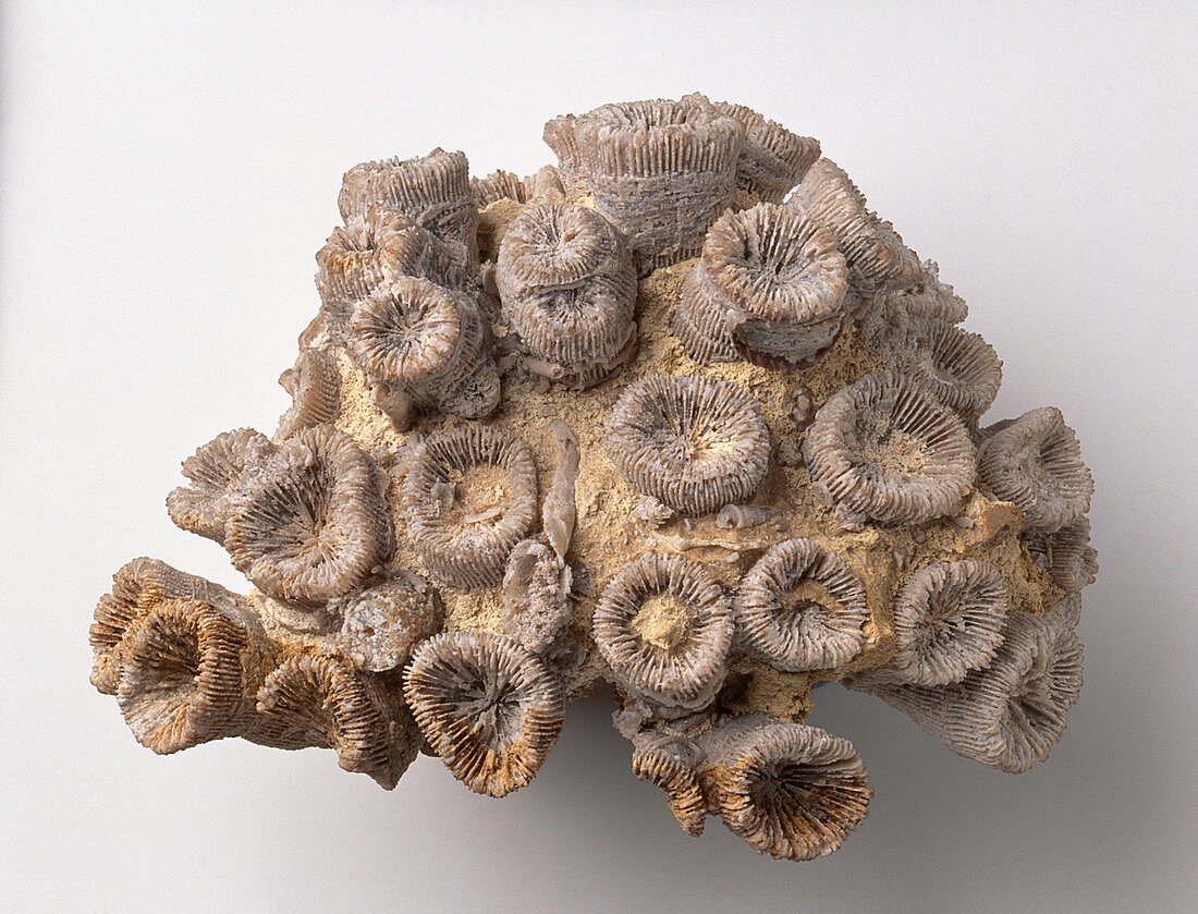 Fossilised coral (Thecosmilia trichotoma)