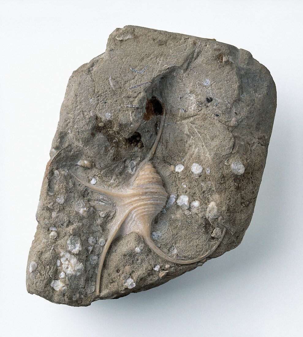 Pelican's foot gastropod fossil