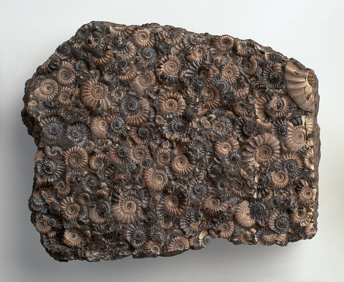 Promicroceras ammonites fossil