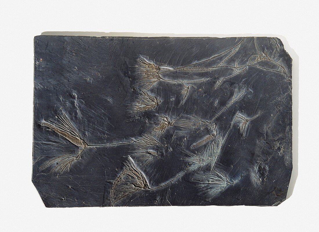 Sea lilies fossilised in black stone