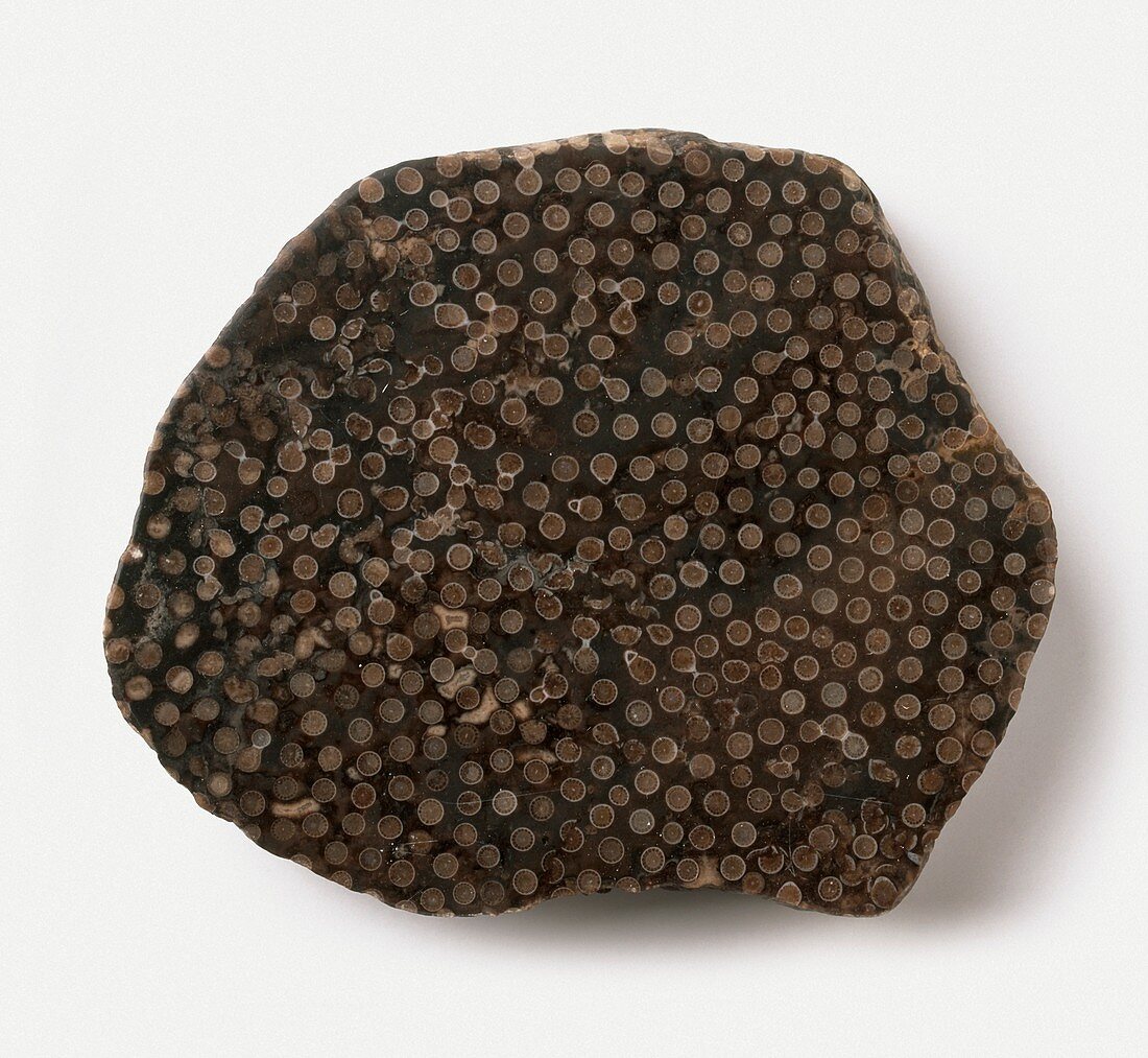Rugose coral with pitted surface