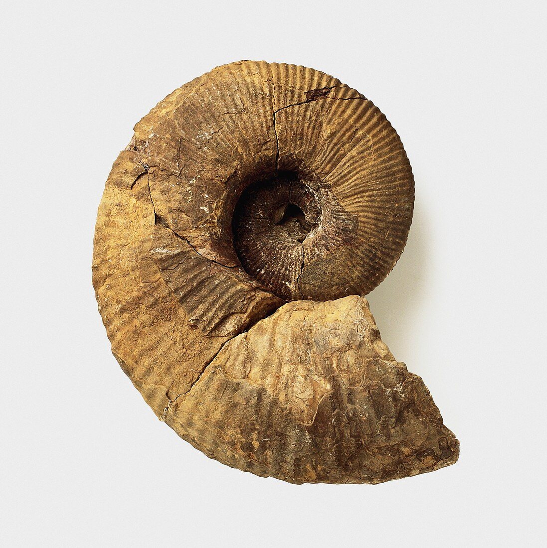 Australiceras jacki ammonite shell