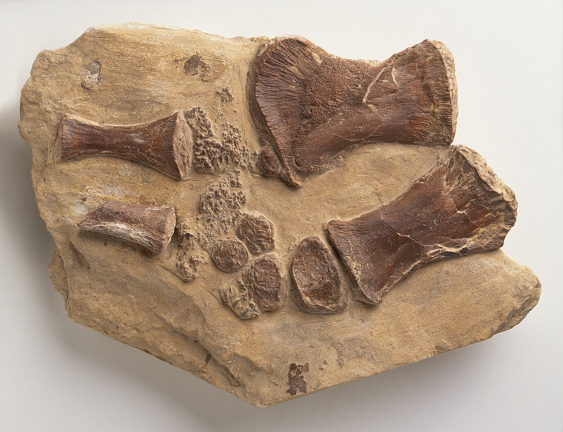 Fossilised forelimb bones of Tylosaurus