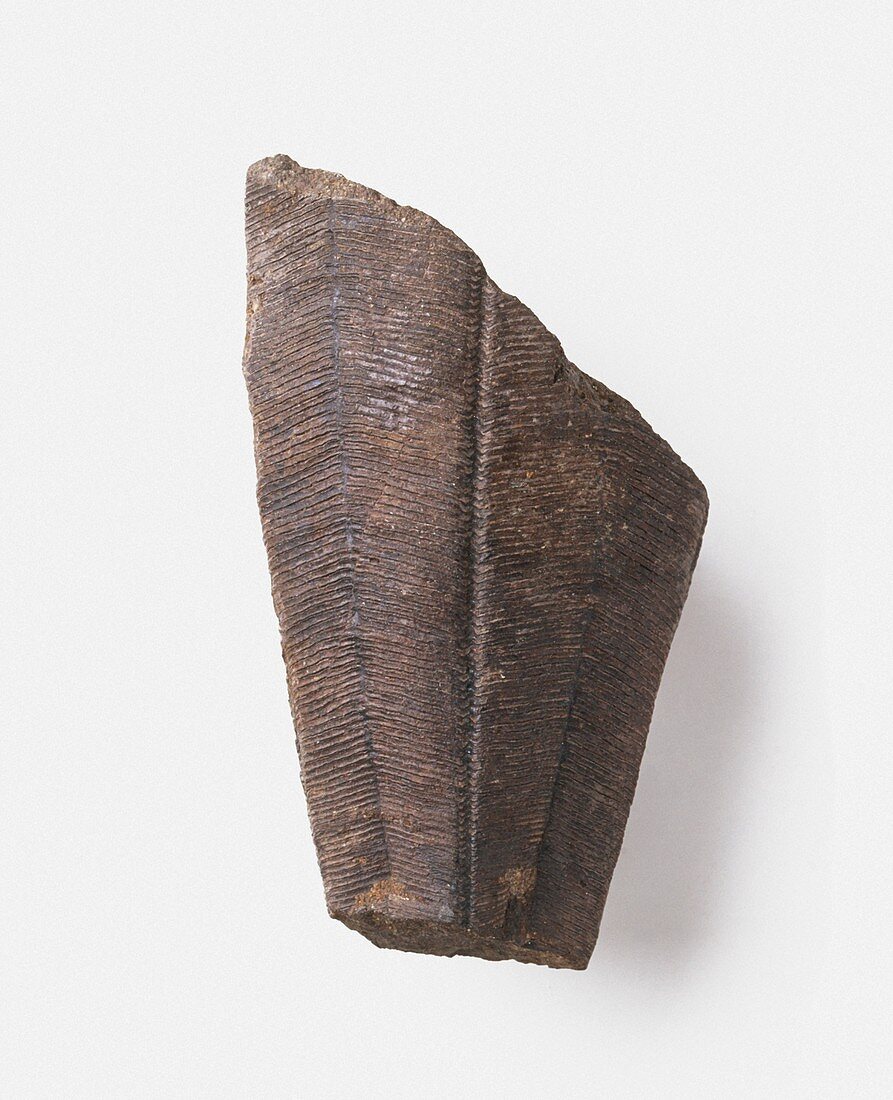 Paraconularia fossil