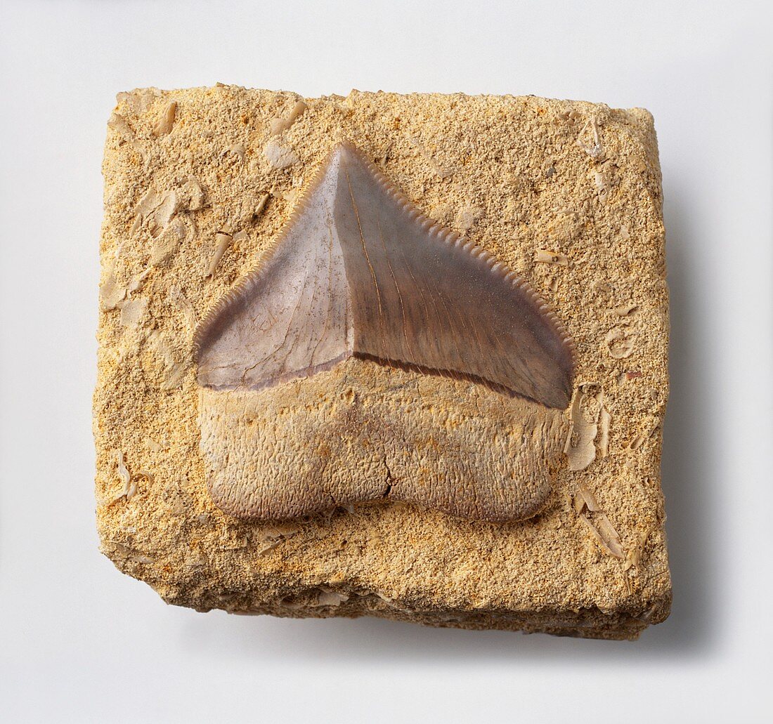 Fossilised tooth of Crow Shark