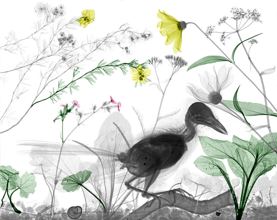 Jay songbird in garden,X-ray