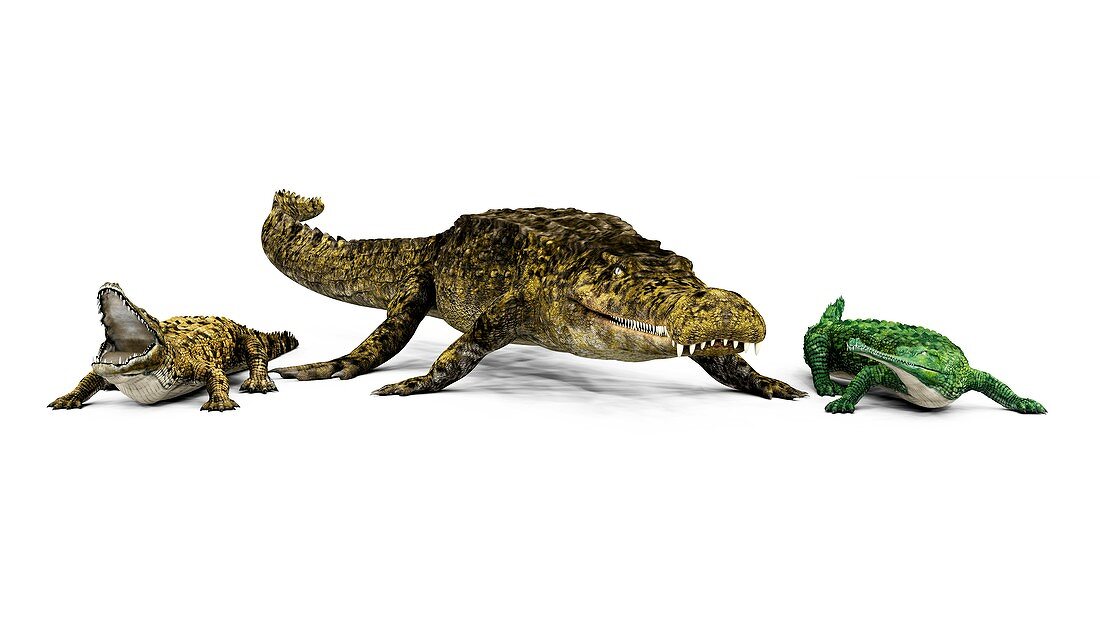 Sarcosuchus and crocodiles,illustration