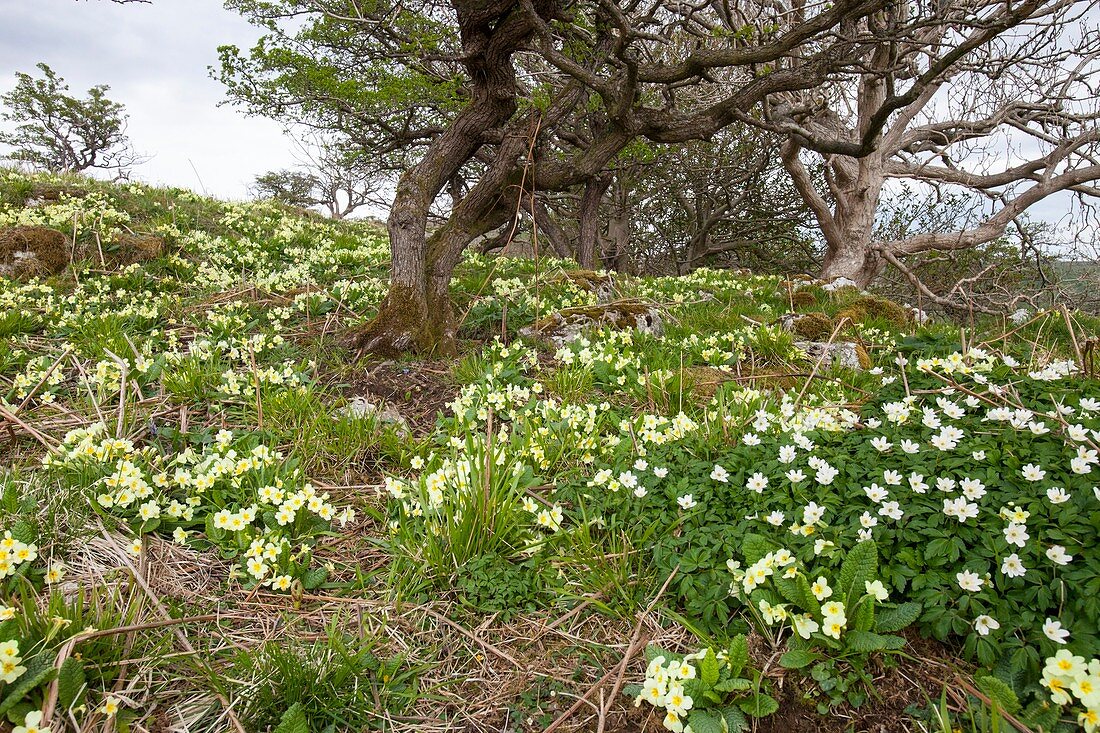 Wood anemone and Primroses,Oxenber woods