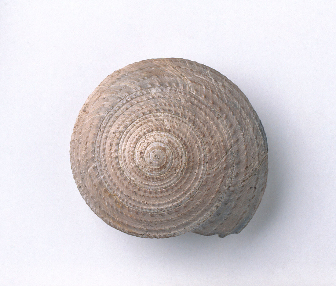 Sundial shell fossil