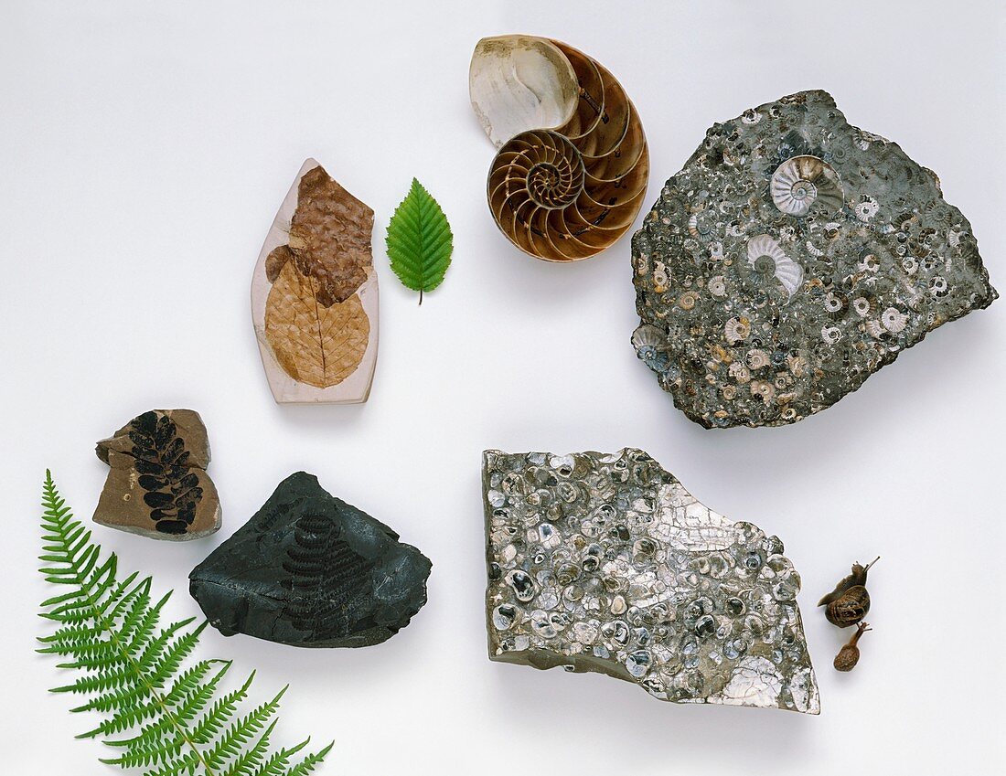 Various fossils