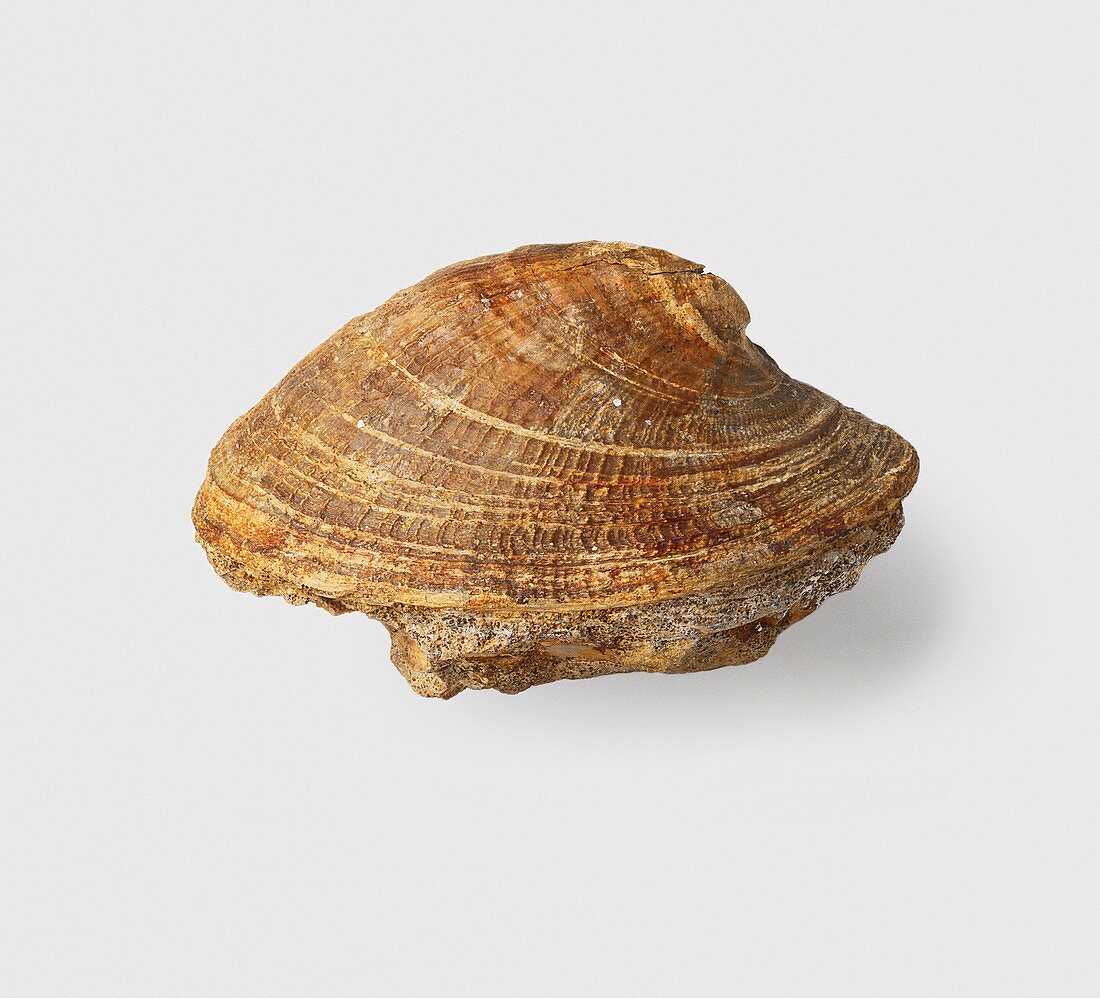 Cap shell,Jurassic era