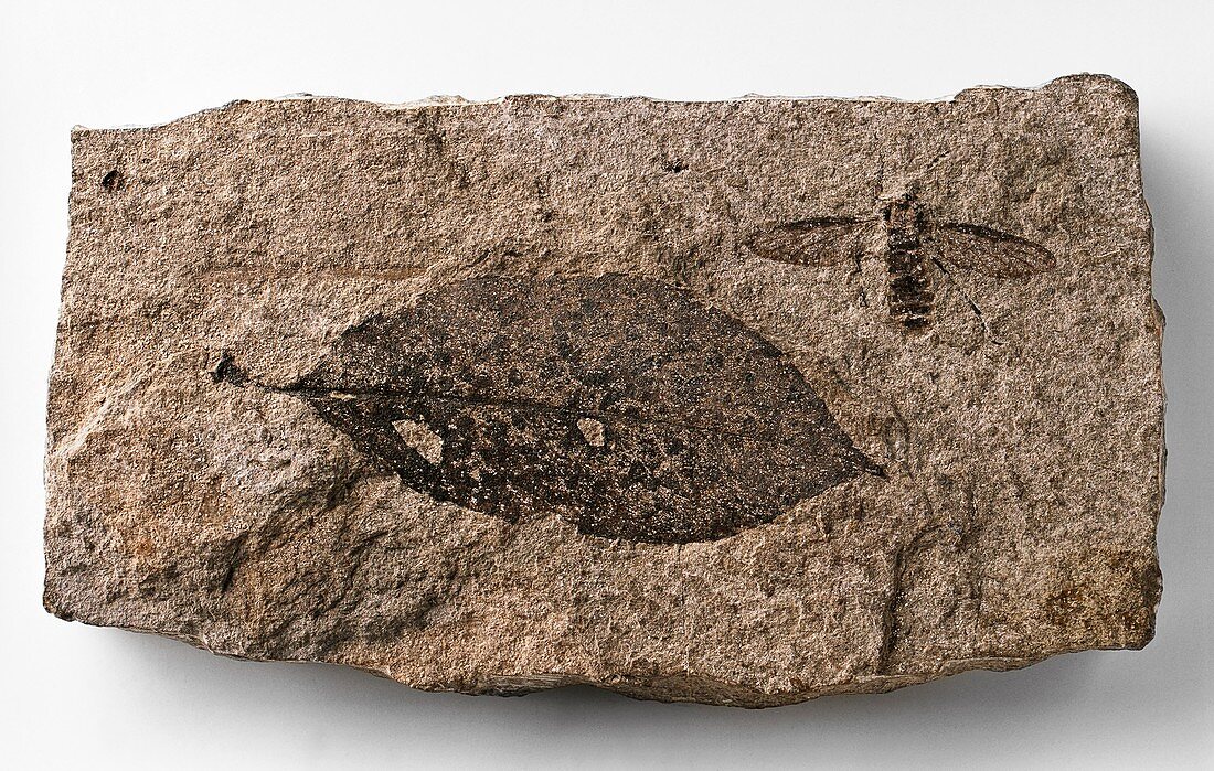 Fossilised March Fly