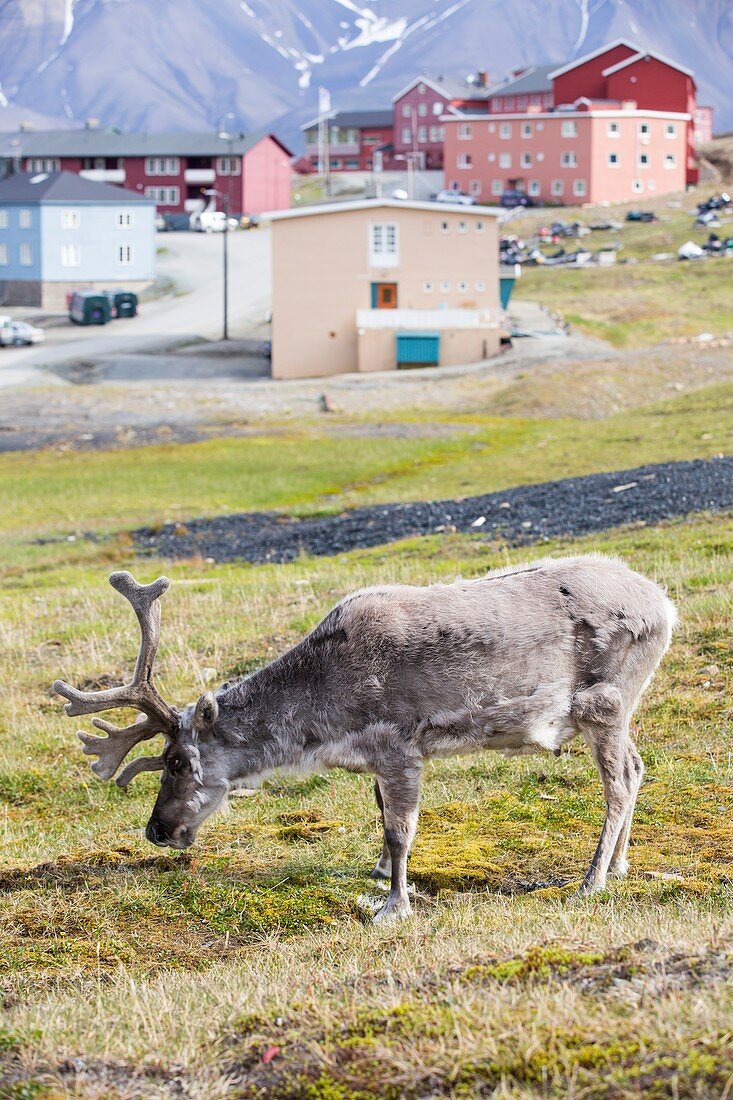 A male Svalbard Reindeer