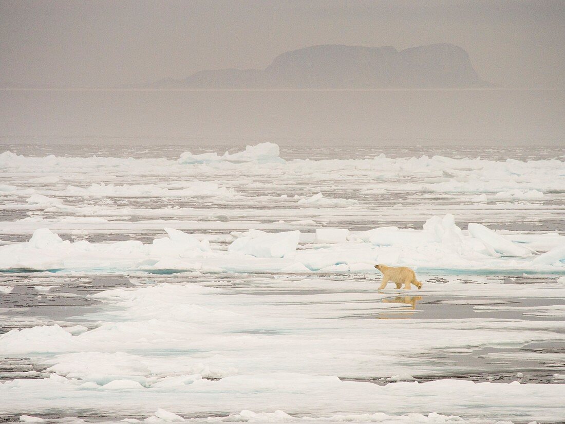 A Polar Bear hunting seals on sea ice