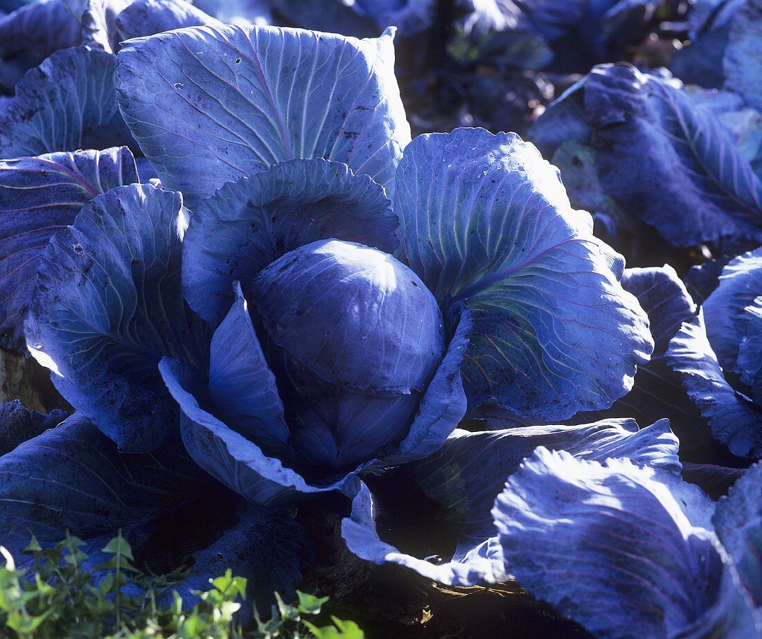 A Giant Red Cabbage