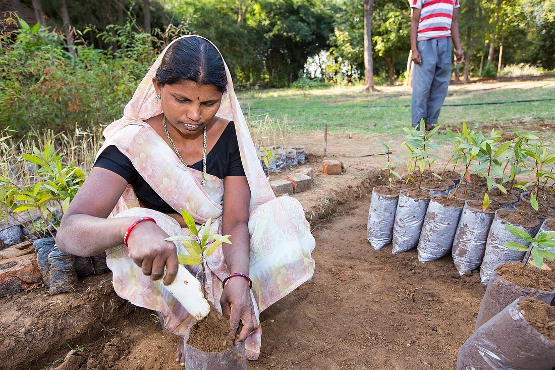 Woman planting trees,India