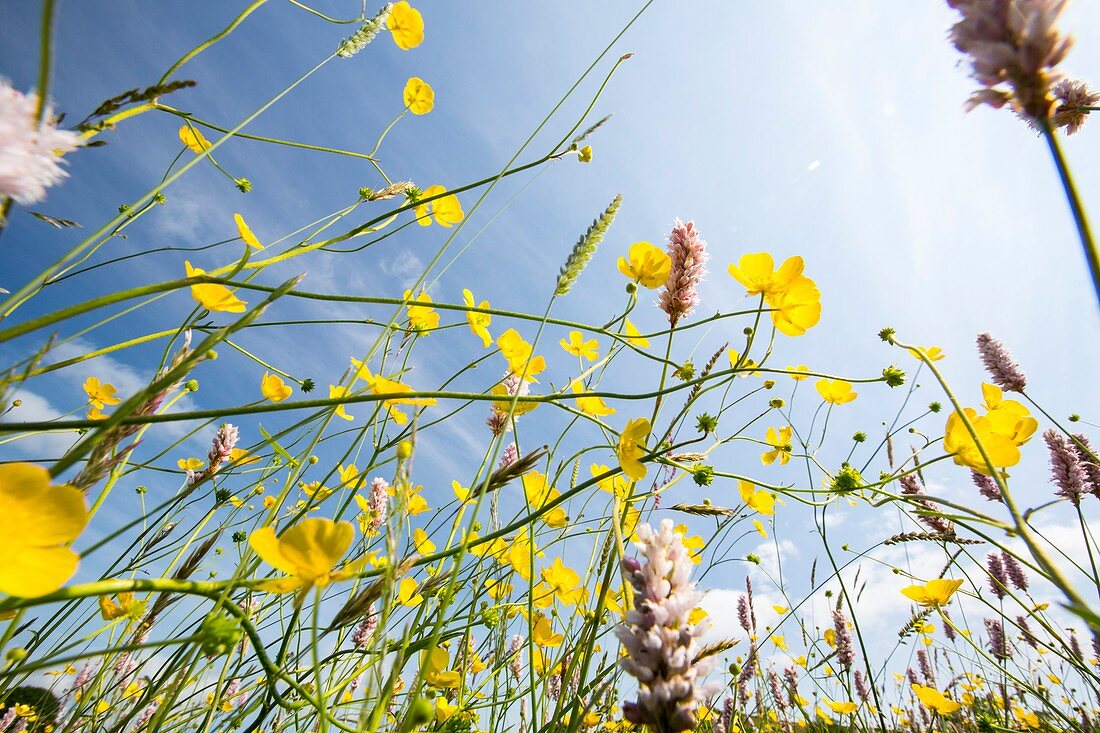 Water Bistort,Buttercups,clover