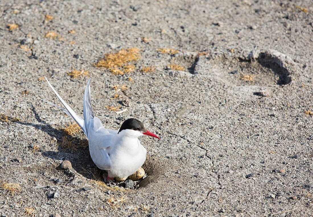 An Arctic Tern (Sterna paradisaea)