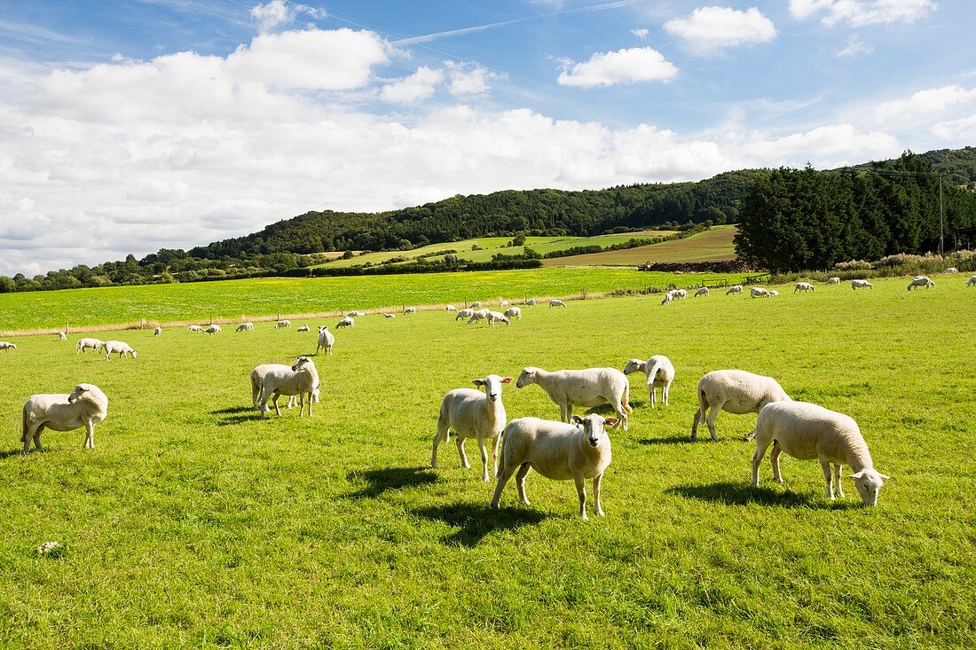 Sheep beneath Bredon Hill