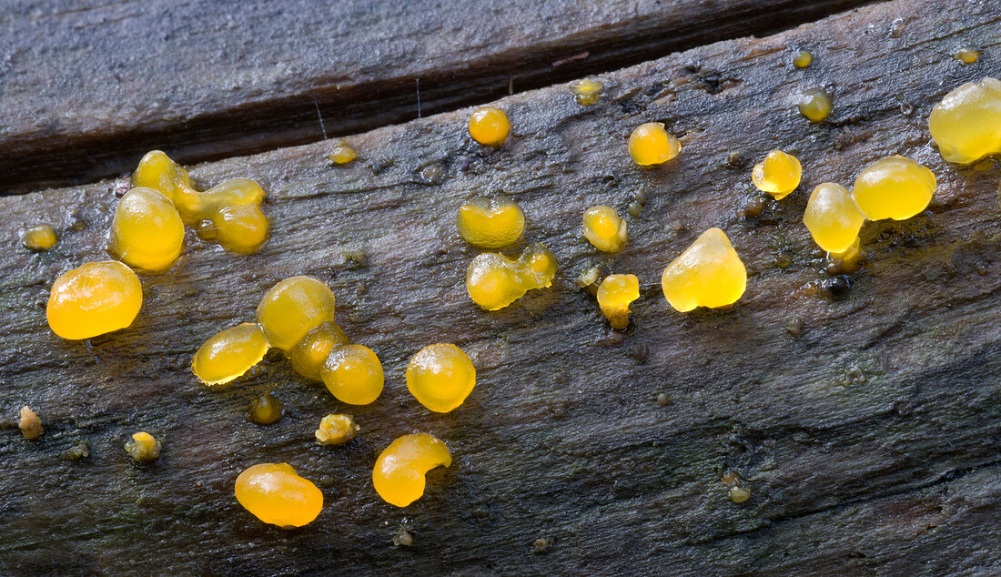 Common jelly-spot fungus